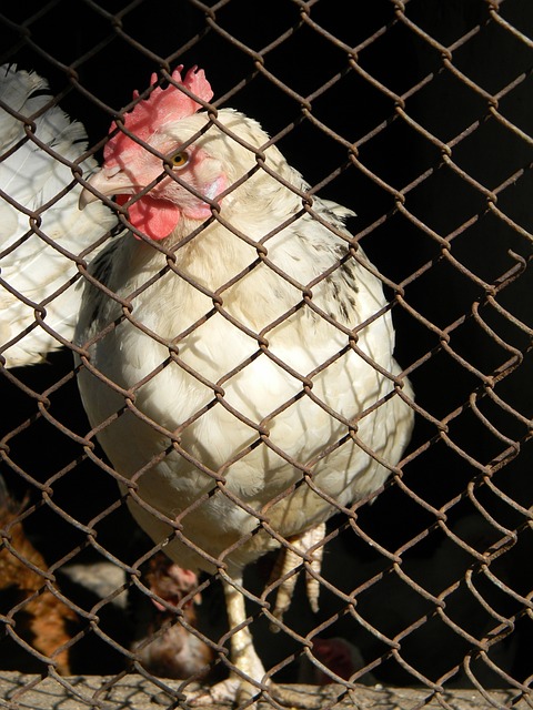 与莱斯特城 与莱斯特城